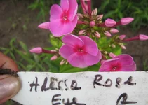 Adessa R.webp