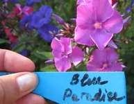 Blue Paradis.webp