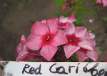 Red Caribbean.webp