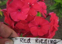 Red Rieding.jpg