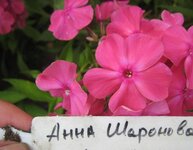 Анна Шаронова.jpg
