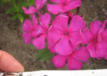  индиан.webp