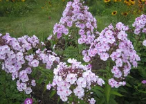 .webp