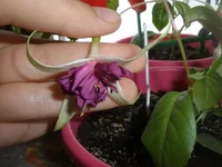 P7170708.webp P7170708.webp