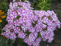 .webp
