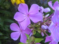 .webp