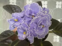 -Голубая Кровь.webp