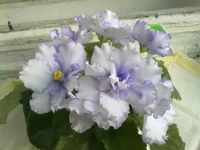 1Сладкий Сон.webp