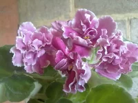 -Бог Солнца.webp