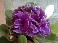 1EК-Магия Любви.webp