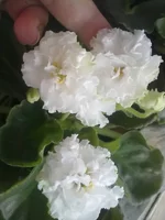 1Иринка Блондинка.webp