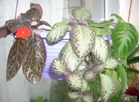 .webp