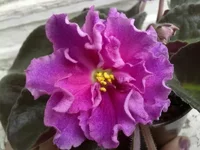 1ЕК-Богиня Красоты.webp