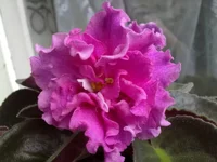 EК-Богиня Красоты.webp