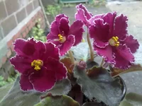 1ЛЕ-Князь Потёмкин.webp