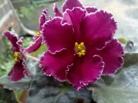 -Князь Потёмкин.webp