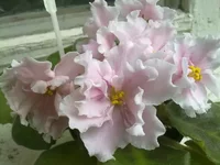 1ЕК-Богиня Утренней Зари.webp