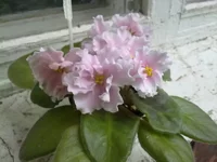 - Богиня Утренней Зари.webp