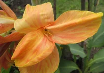 .webp