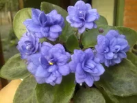  Блу Флоус.webp