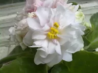 -Жемчужный зефир.webp