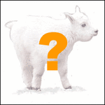 lamb_question.gif