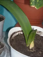 DSCN2621.webp