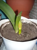DSCN2628.webp