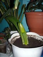 DSCN2630.webp