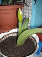 DSCN2633.webp