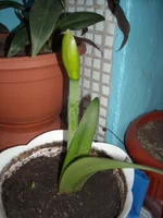 DSCN2634.webp