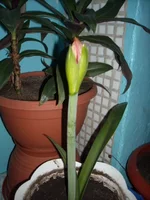 DSCN2662.webp