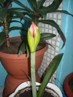 DSCN2681.webp