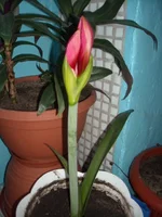 DSCN2682.webp