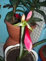 DSCN2685.webp