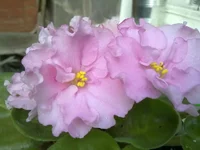 -День Роз.webp