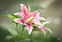 DSC00001-Edit.webp