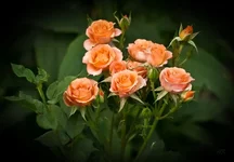 DSC00035-Edit.webp