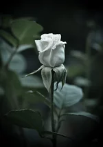 DSC00037-Edit-2.webp
