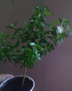 DSC00058.webp