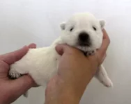 любимчик1.jpg