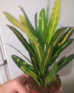 DSC00073.webp