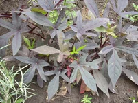 Ipomoea batatas Blackie.webp