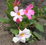 .webp