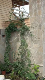 .webp