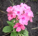 .webp