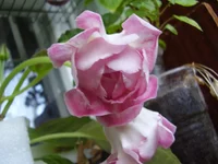 .webp
