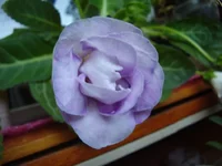  королева.webp