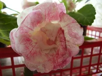 .webp
