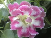 1Прекрасная Сонечка.webp